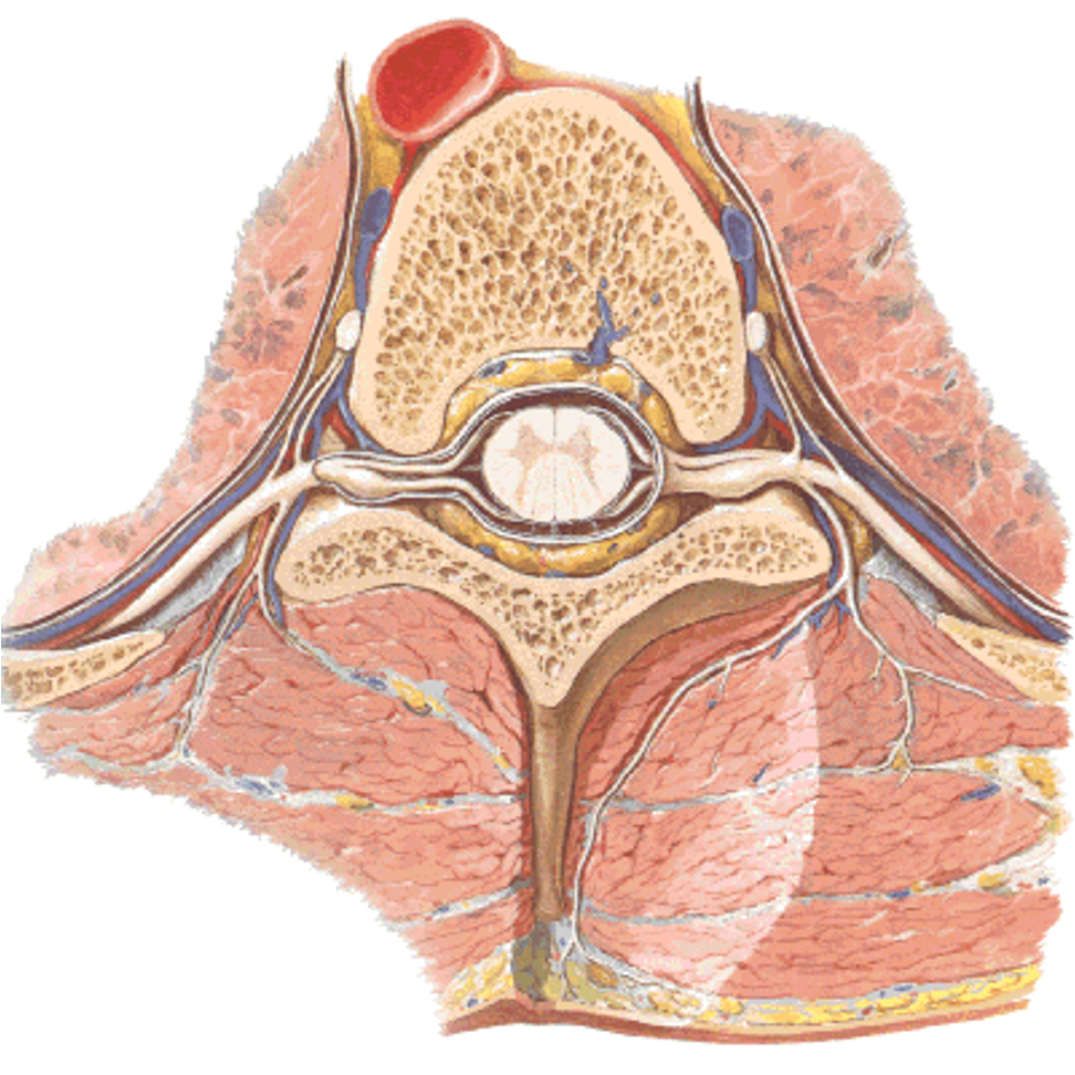 <p>label this spinal nerve in situ</p>