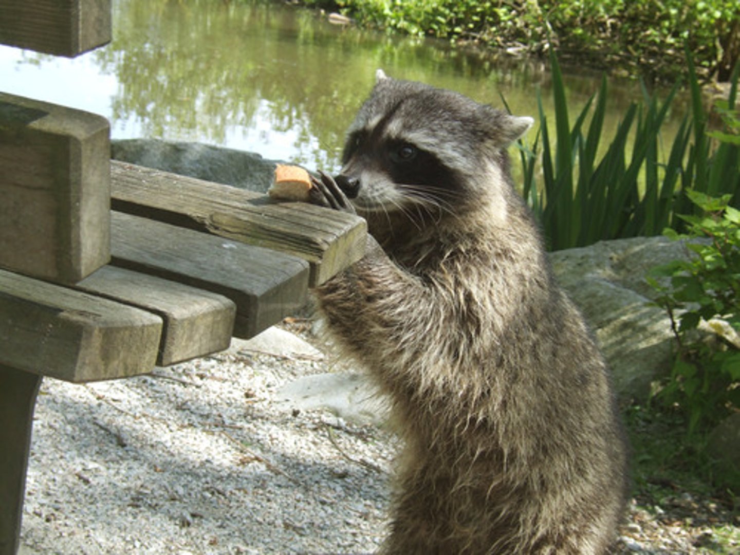 <p>Tendency for animals to move towards their biologically predisposed instinctive behaviors.</p>