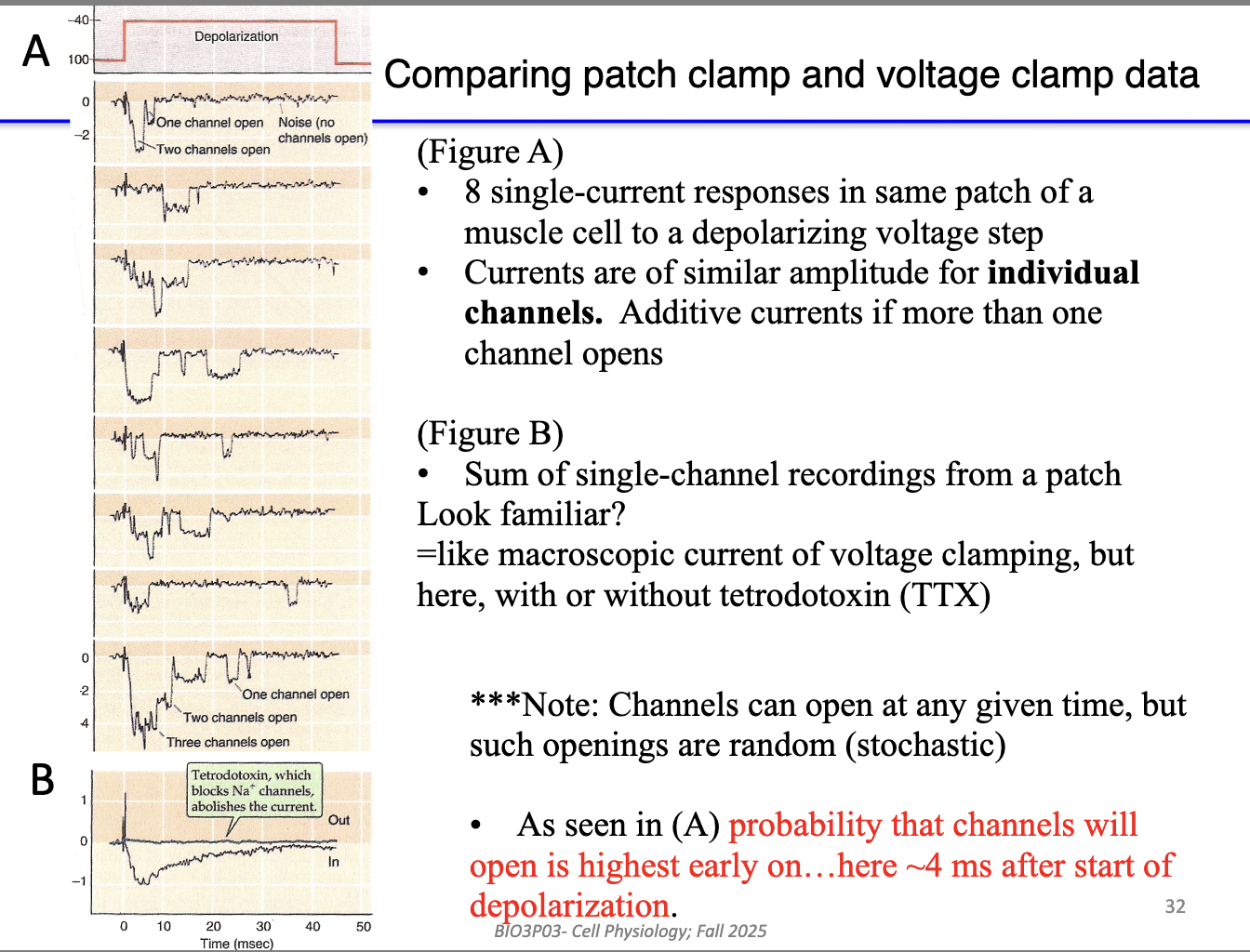 <ul><li><p><strong>Patch clamp</strong> measures <strong>currents through single ion channels.</strong></p></li><li><p>Shows:</p><ul><li><p>Each opening produces a <strong>tiny, discrete current step.</strong></p></li><li><p>When multiple channels open → <strong>currents add up</strong> → looks like voltage clamp trace.</p></li></ul></li><li><p>Openings are <strong>random (stochastic)</strong>, but <strong>probability</strong> is highest just after depolarization (~4 ms).</p></li><li><p>TTX can be used to confirm Na+ channel identity because theres no inward current.</p></li></ul><p></p>