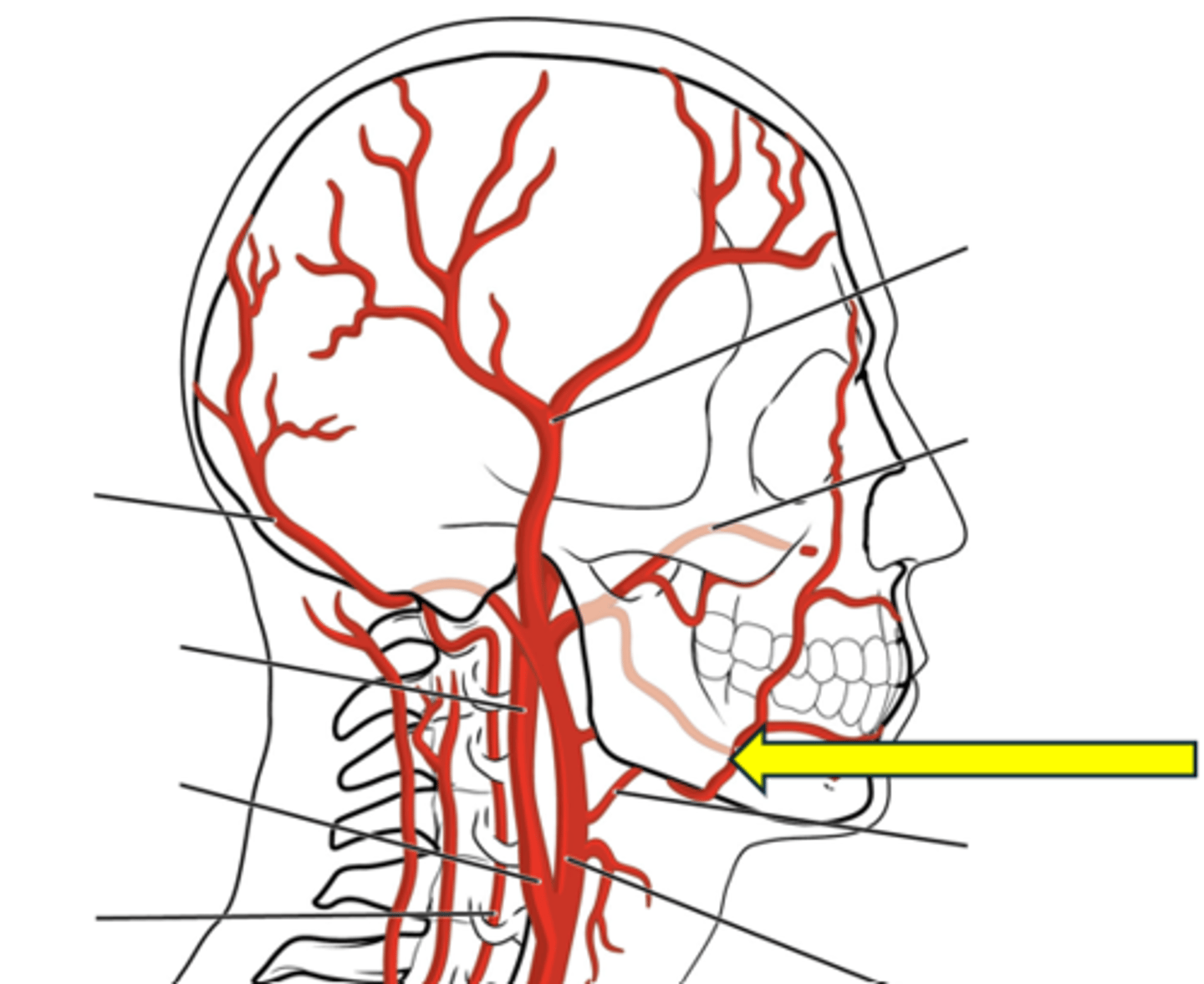<p>Name the red vessel.</p>