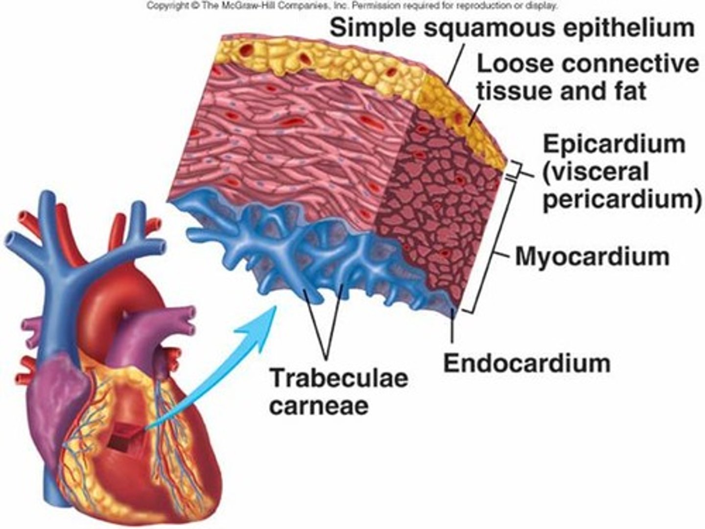 <p>epicardium, myocardium, and endocardium</p>