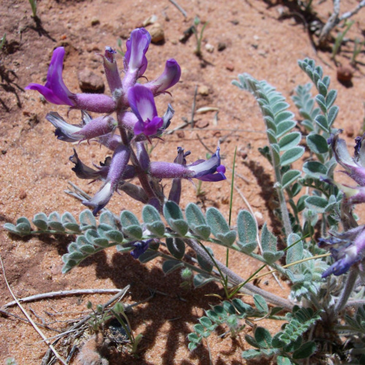 <p>astragalus, oxytropis, swainsonine</p><p>"crazy weed"</p><p>depression, ataxia, circling, abortion</p>