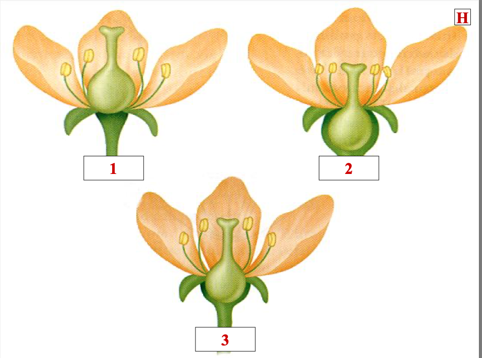 <p>what type of flower is flower 1 regarding ovary position</p>