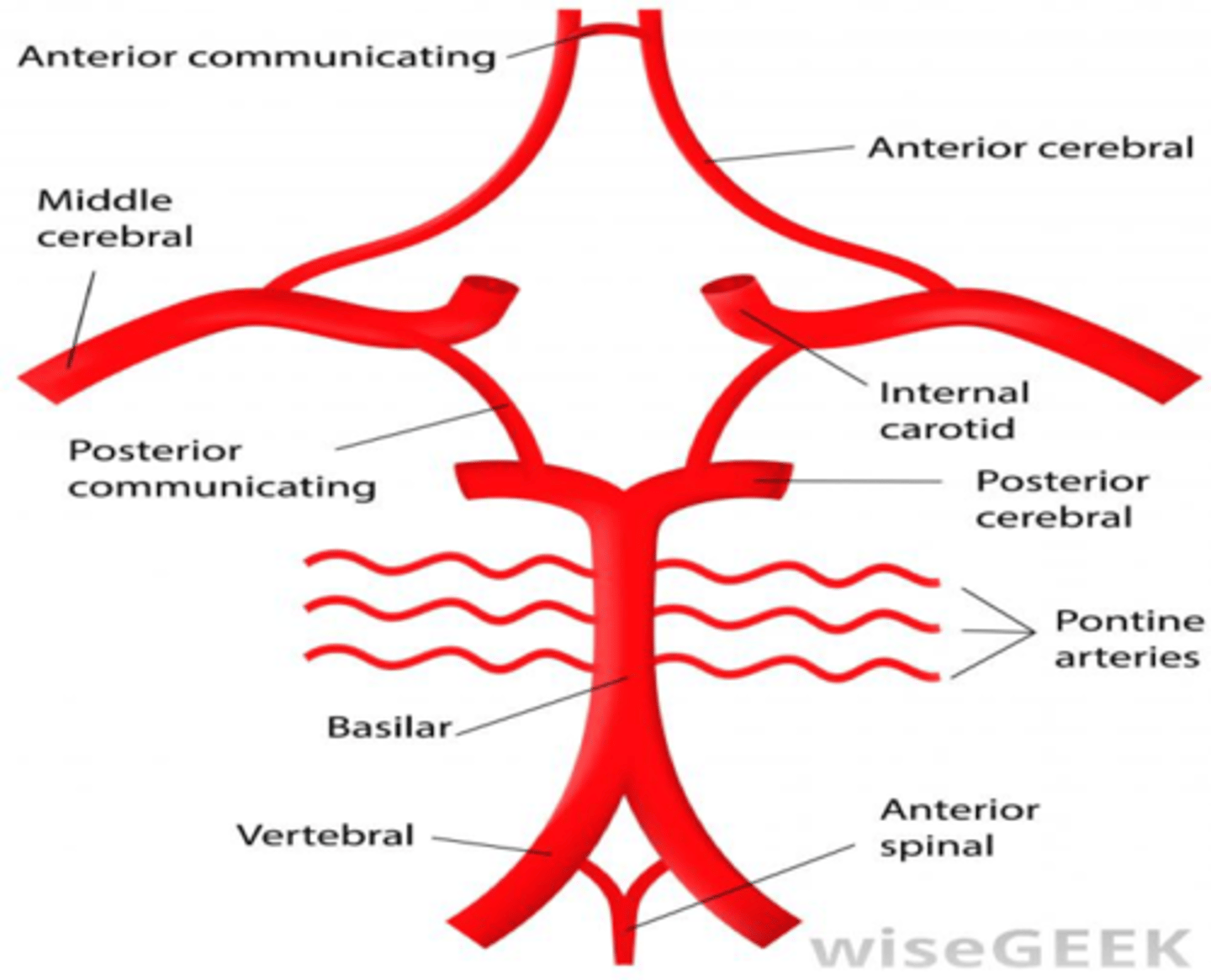 <p>internal carotid arteries divide into middle cerebral arteries that head laterally and anterior cerebral arteries that head anteriorly</p><p>middle cerebral artery is considered the direct continuation</p>