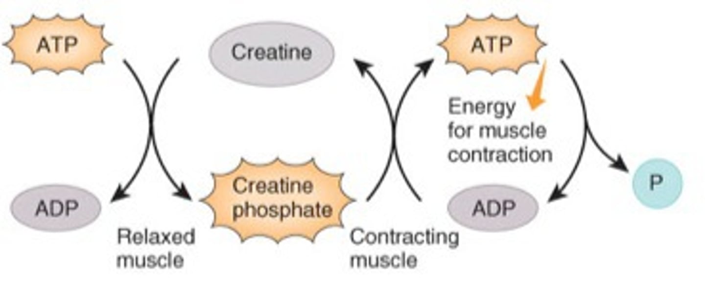<p>During rest stores phosphate to generate ATP before aerobic respiration revs up. Can supply energy needs of at a very high rate, but only for about 8-10 seconds. Can give a phosphate to ADP to form ATP.</p>