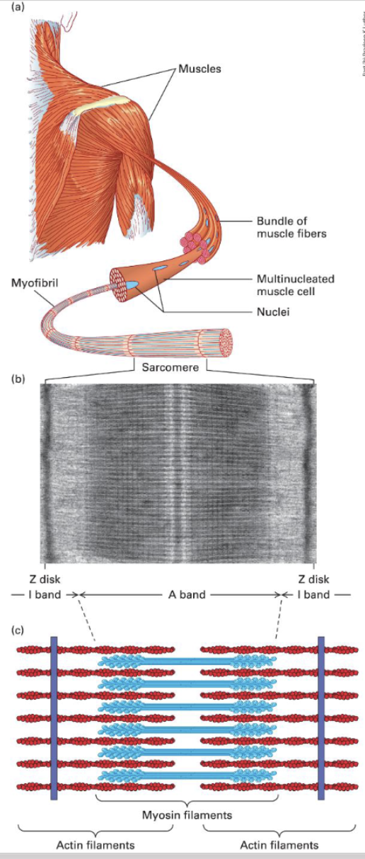 <p><span><br></span><span style="font-size: calc(var(--scale-factor)*32.27px)">Myosin II thick filaments alternating </span><span style="font-size: calc(var(--scale-factor)*32.30px)">with F-actin thin filaments attached to the Z disk →</span><span style="font-size: calc(var(--scale-factor)*36.05px)"> Z disk → sarcomere → myofibril → multi-nucleated muscle cells → muscle fibers → muscle </span></p>