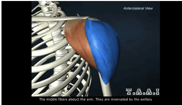 <p>ACTION of deltoid</p>