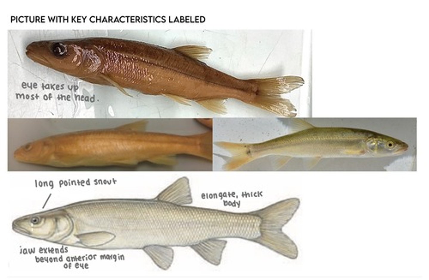 <p>Sacramento pikeminnow</p><p>-No frenum</p>