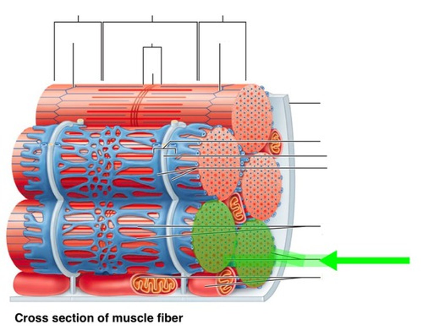 <p><span><span>Many of these put together forms a muscle fiber</span></span><br><span><span>made out of bundles of myofilaments</span></span><br><span><span>allow muscles to contract</span></span></p>