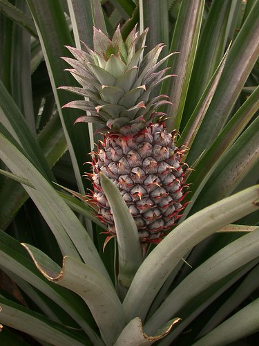 <p>Ananas</p>