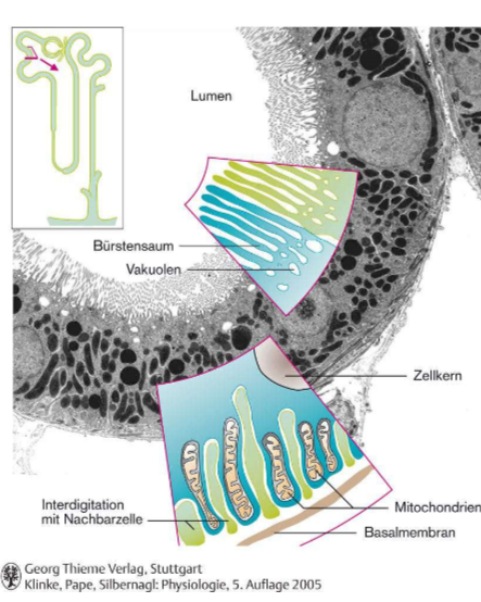 <ul><li><p><strong>Bürstensaum</strong> → sehr grosse Oberfläche</p></li><li><p>aktiver Metabolismus</p></li><li><p><strong>proximales Epithel</strong> → leaky</p></li><li><p>reich an <strong>Aquaporine 1</strong> → H2O Kanal</p></li><li><p>lockere/wenige tight junctions → <strong>hohe hydraulische Leitfähigkeit</strong></p></li></ul>