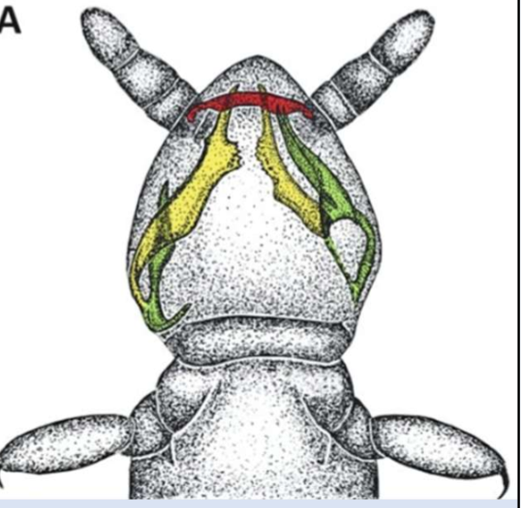 <p>Entognatha mouthparts </p>