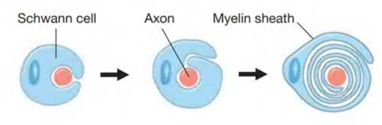 ***axons myelinated in segments*** **-> 1 segment= 1 schwann cell wrapped many times around the axon.** ***Digest dead and dying axons, arrange in cylinders that act as guides for regrowth.*** **In the PNS**