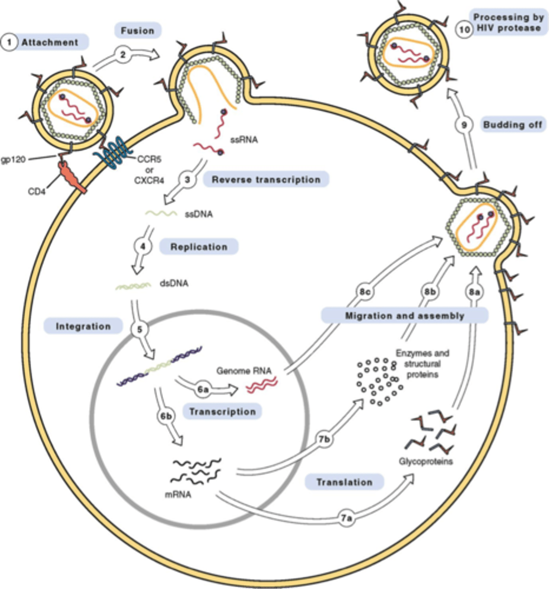 <p>1. binding</p><p>2. fusion</p><p>3. reverse transcription</p><p>4. integration</p><p>5. replication</p><p>6. assembly</p><p>7. budding and maturation</p>