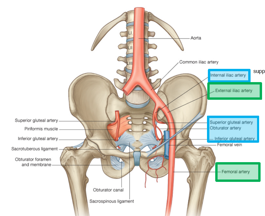 -there is the aorta, which then splits into the right and left common iliac arteries 
-then common iliac artery splits into internal iliac artery (supplied inside pelvis like sex organs, bladder) then has superior gluteal artery, obturator artery, and inferior gluteal artery 
-also external iliac artery (more outside pelvis, so blood flow to gluteal muscles) will turn to the femoral artery, which is quite superficial and very large 
-