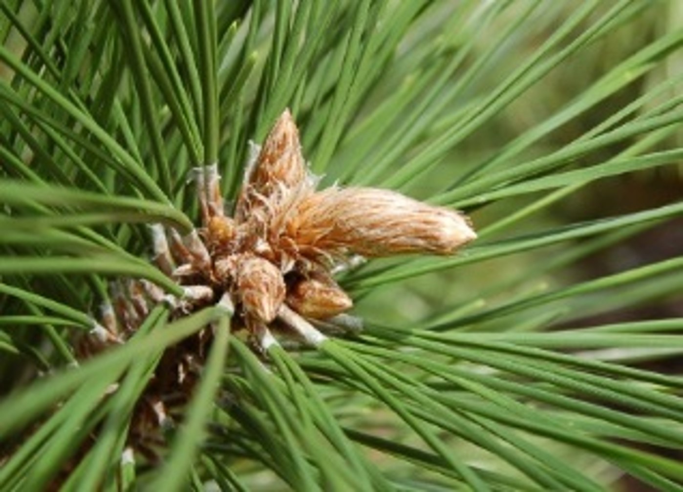<p>Pinus thunbergii ‘Thunderhead’ : Japanese Black Pine</p>