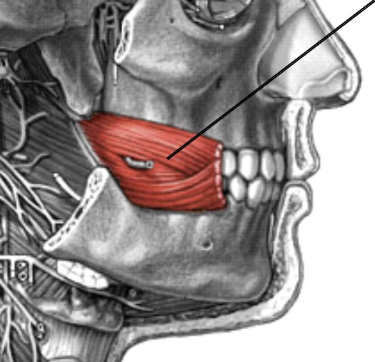 <p>Which muscle of the face is:</p><ul><li><p>In the cheek area</p></li><li><p>Action: compress cheek (trumpet)</p></li><li><p>Nerve: <span style="color: yellow;">CN VII</span></p></li></ul><p></p>
