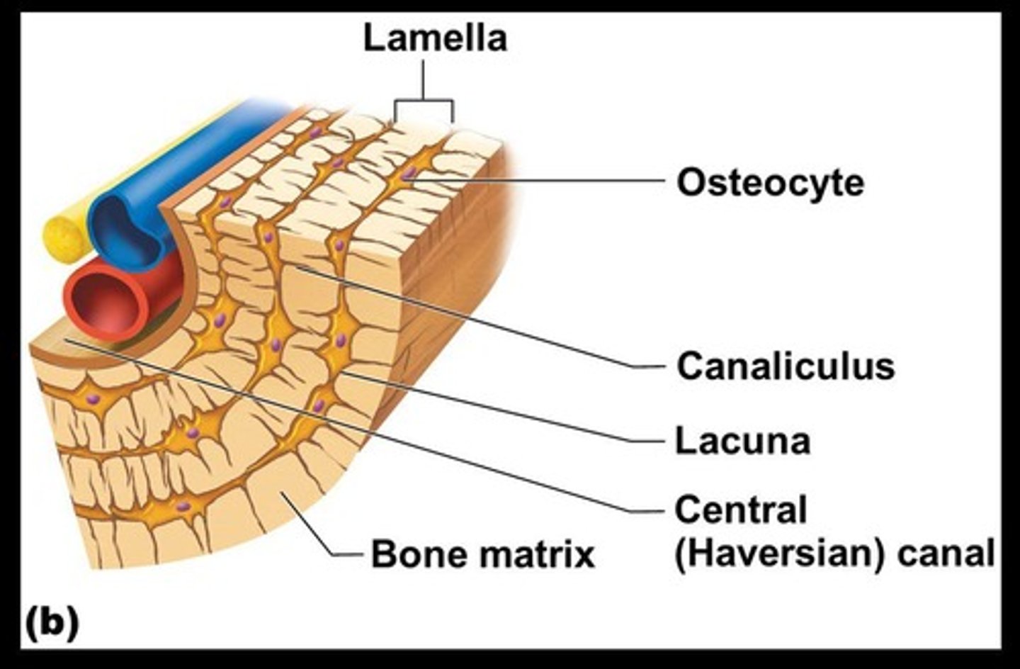 <p>Concentric circles of lacunae situated around the central (Haversian) canal.</p>