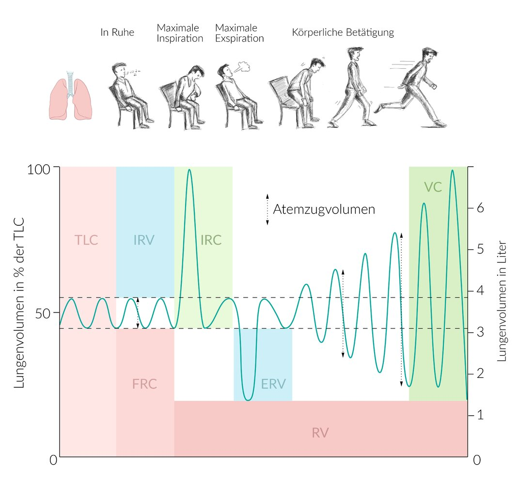 <p>C. The maximal voluntary ventilation (MVV) is measured at 40 L/min.</p>