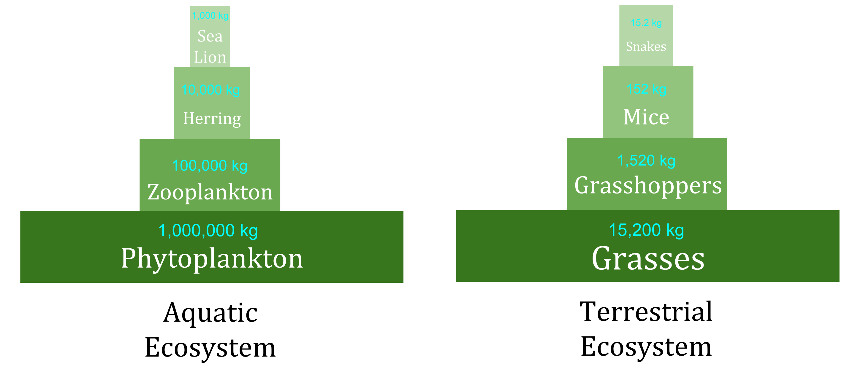 <p>Shows # of organisms available in a ecosystem/in each trophic level</p>