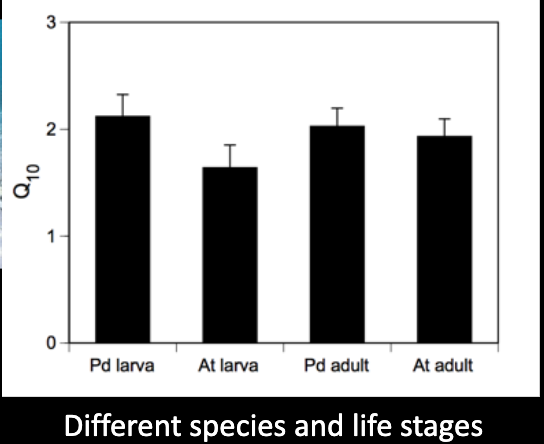 Heat and biological processes: Q10 value example

Which is most affected by increasing temps?