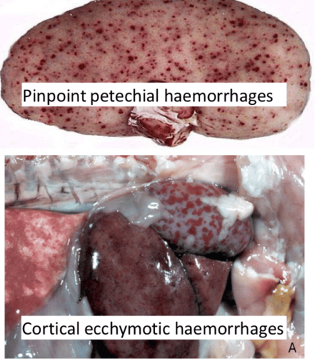 <p>Trauma</p><p>Coagulopathies (factor VIII deficiency)</p><p>Septicemia (Erysipelas, Streptococcal infection)</p><p>Vasculitis (FIP, malignant catarrhal fever)</p><p>Vascular necrosis (Canine Herpesvirus)</p><p>Embolic bacterial diseases (Actinobacillus spp.)</p><p>Disseminated intravascular coagulation (DIC)</p>