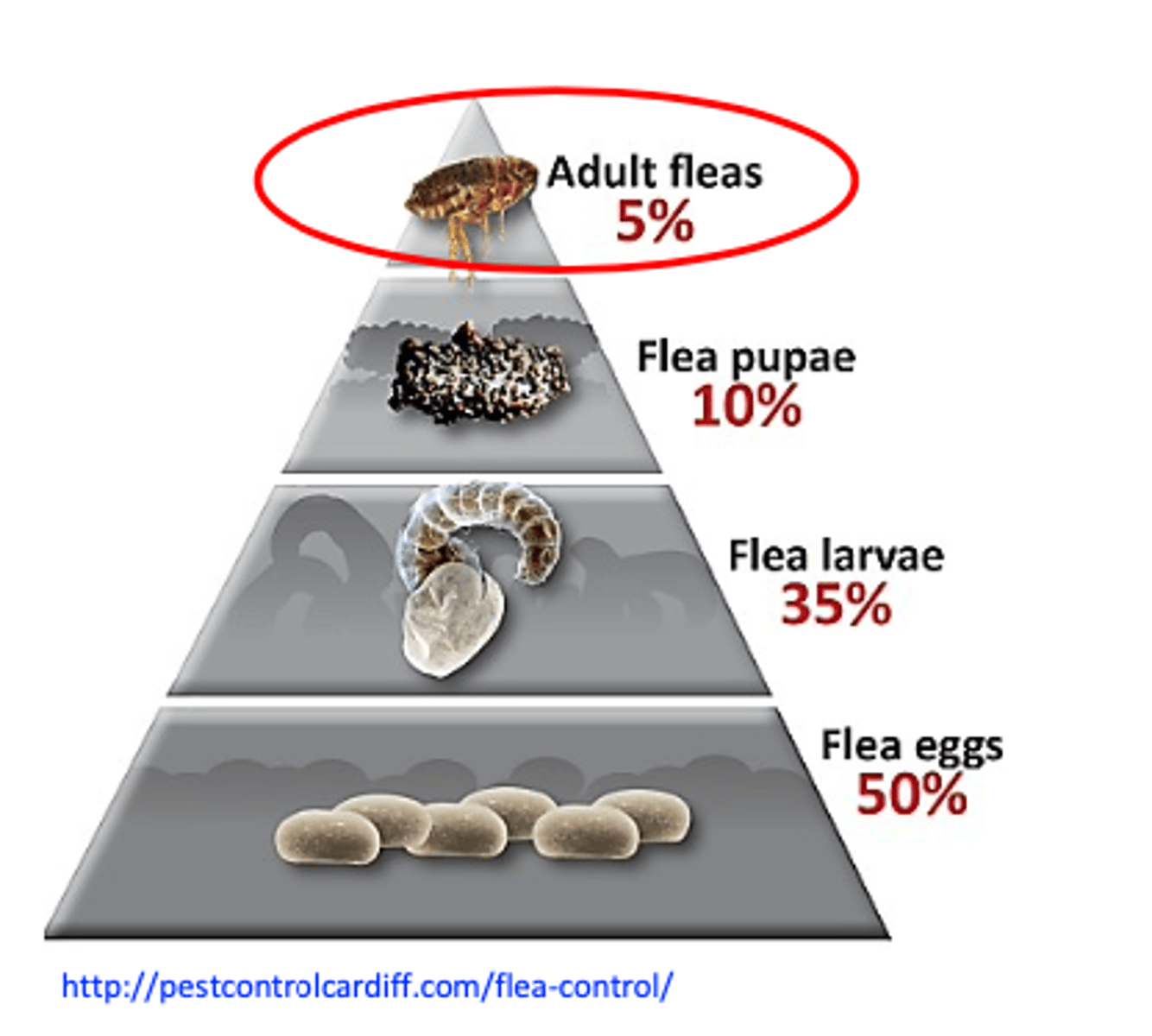 <p>About 5% of the flea population live and feed on the animals, the rest (eggs, larvae &amp; pupae) is in the environment;</p><p>Ctenocephalides spp. can feed on many host species</p><p>• The houses offer conditions for the life cycle to be completed all year around;</p><p>Pre-emerged adults can survive long time within the cocoon (up to 6 months): ‘pupal window’;</p><p>• Infestation usually is carried out with fleas from the environment</p><p>• Sites of infestation: home, garage, yard, under house, parks etc;</p><p>The flea populations and the prevalence of infestations with fleas depend on the season =&gt; higher prevalence during the spring and summer;</p>