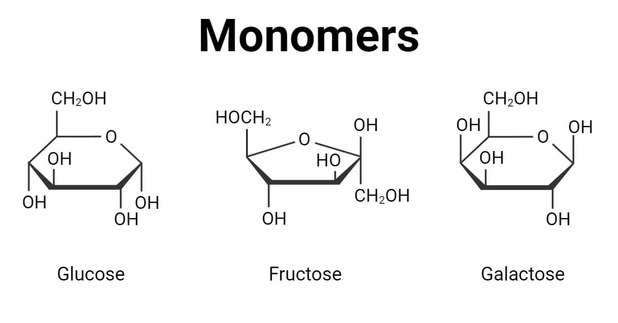 <p>small chemical unit that makes up a polymer</p>