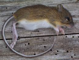 <p>Mammalia, Rodentia, Dipodidae</p><p></p>