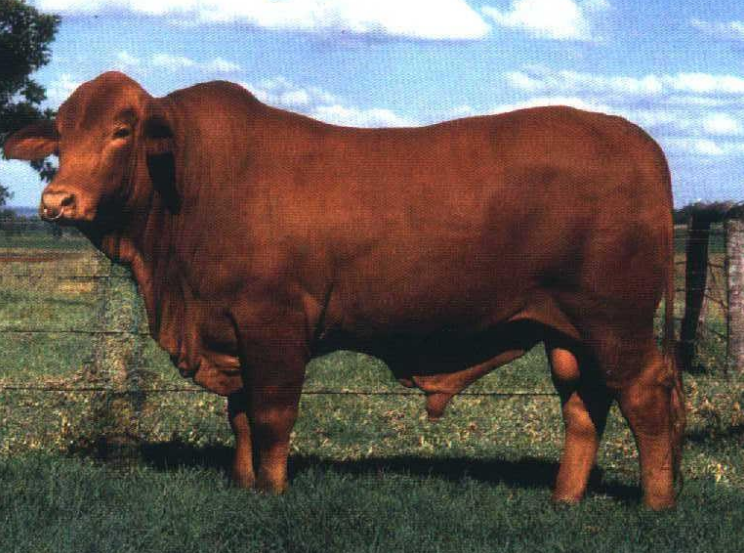 <p>Breed and type?</p>