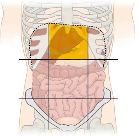 <p>Epigastric region</p>