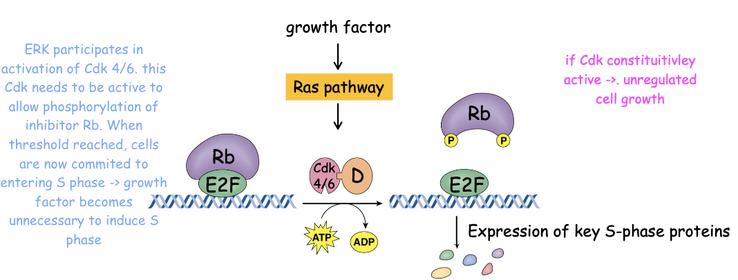 <p>This tumor suppressor gene protein controls progression past G1 checkpoint and is a gatekeeper protein</p><p>ERK participates in activation of Cdk 4/6. this Cdk needs to be active to allow phosphorylation of inhibitor Rb. When threshold (<strong><span style="color: purple">restriction point</span></strong>) reached, cells are now committed to entering S phase -> growth factor becomes unnecessary to induce S phase</p>