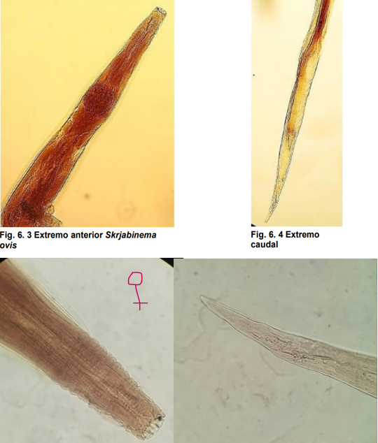 <ul><li><p>localización: intestino grueso (ciego ycolon)</p></li><li><p>Huéspedes: ovino y caprino</p></li><li><p>Ciclo de vida directo</p></li><li><p>Tiene 3 labios, el esófago consiste de una porción anterior cilíndrica y una posterior con un bulbo grande.</p></li><li><p>Cola es corta y puntiaguda.</p></li><li><p>M: única espícula y gubernáculo.</p></li></ul>