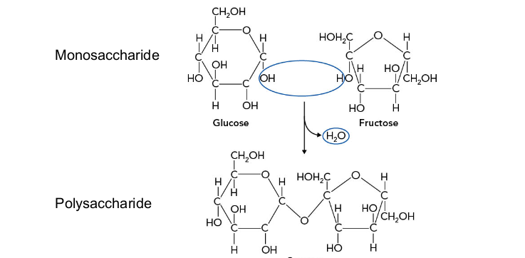Sucrose
