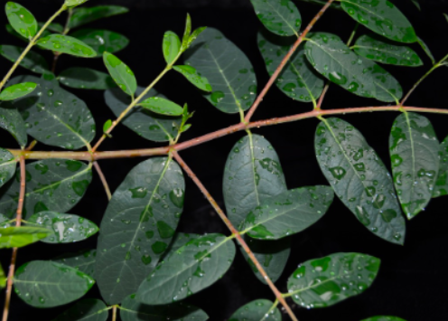 <p><span>Hemp dogbane (Apocynaceae)</span></p>