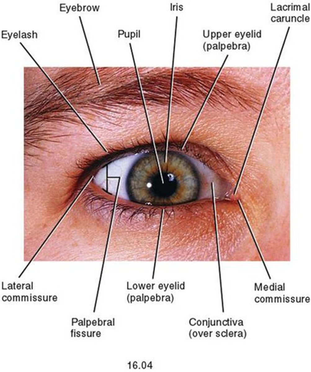 <p>superior to each orbit, act as partial filters. They protect our eyes from sweat and sunlight</p>