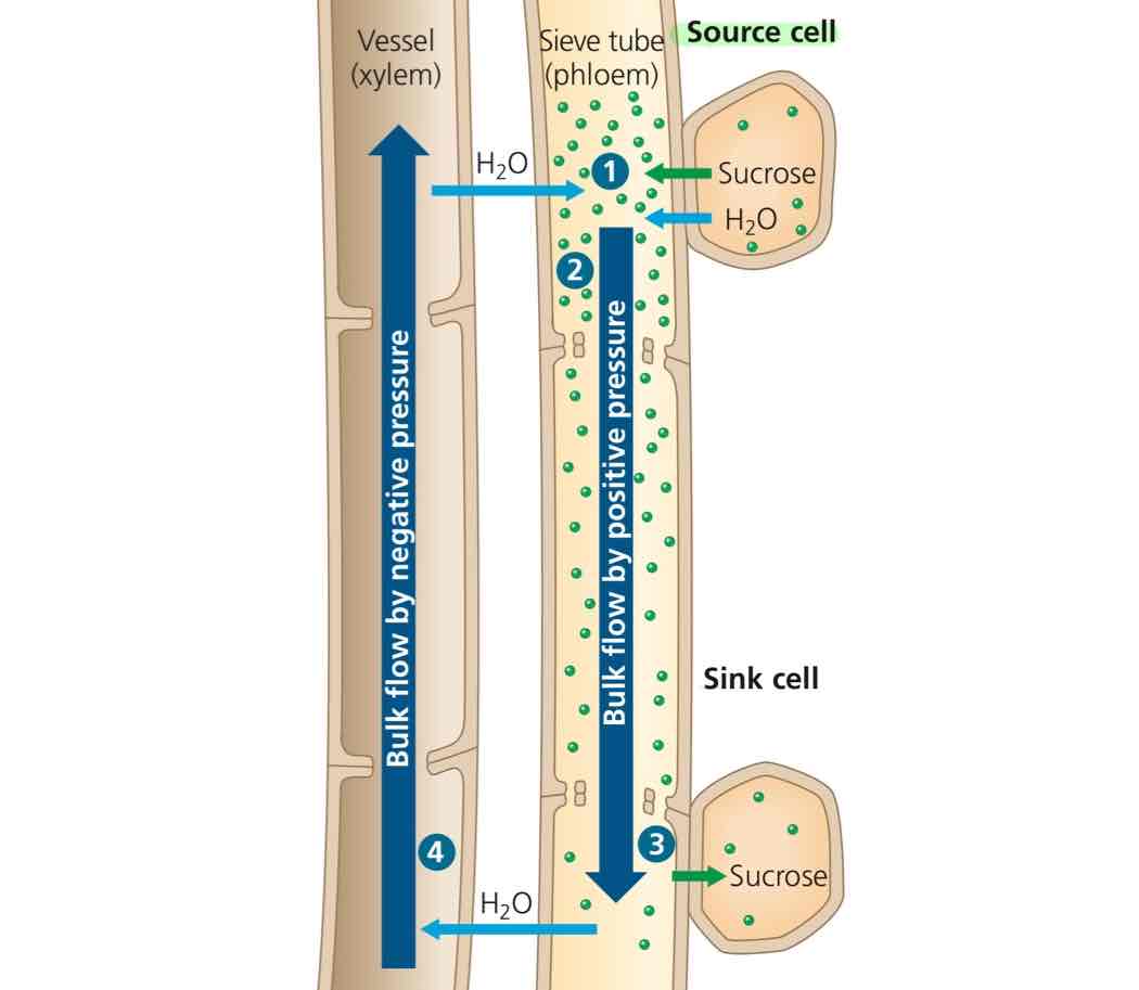 <p>Organ producing sugar by photosynthesis (leaf) or starch breakdown (root).</p>