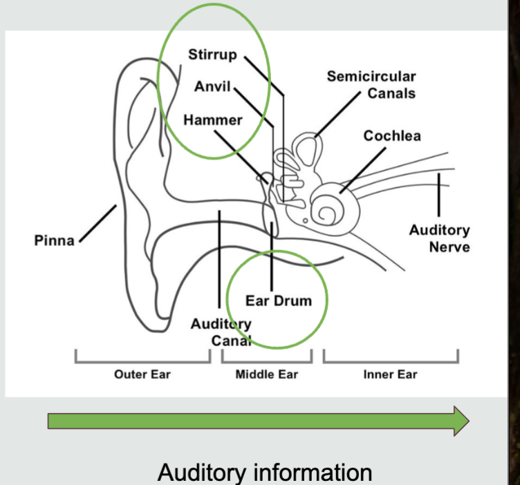 <ul><li><p><span style="font-family: &quot;Times New Roman&quot;;">The <strong>eardrum</strong>: bounces sound waves to the inner ear</span></p></li><li><p><span style="font-family: &quot;Times New Roman&quot;;"><strong>Ossicles</strong> (tiniest bone in the human body): works with vibrations</span></p><ul><li><p><span style="font-family: &quot;Times New Roman&quot;;"><strong>Hammer</strong></span></p></li><li><p><span style="font-family: &quot;Times New Roman&quot;;"><strong>Anvil</strong></span></p></li><li><p><span style="font-family: &quot;Times New Roman&quot;;"><strong>Stirrup</strong></span></p></li></ul></li><li><p><span style="font-family: &quot;Times New Roman&quot;;">Vibrations push the sound inwards</span></p></li></ul><p></p>