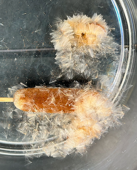 <p><span style="background-color: transparent;"><span>Order? Family?</span></span></p>