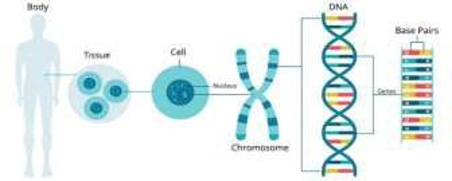 <p>we have <span style="color: red">23</span> pairs of chromosomes, including <span style="color: yellow">22 pairs </span>of autosomes and <span style="color: yellow">1 pair</span> of sex chromosomes (XX or XY)</p>