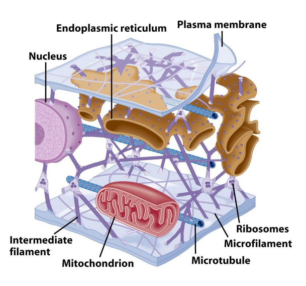 <p>Viscous fluid containing organelles<br>Components of cytoplasm Interconnected filaments &amp; fibers </p><p>Fluid - cytosol </p><p>Storage substances</p>