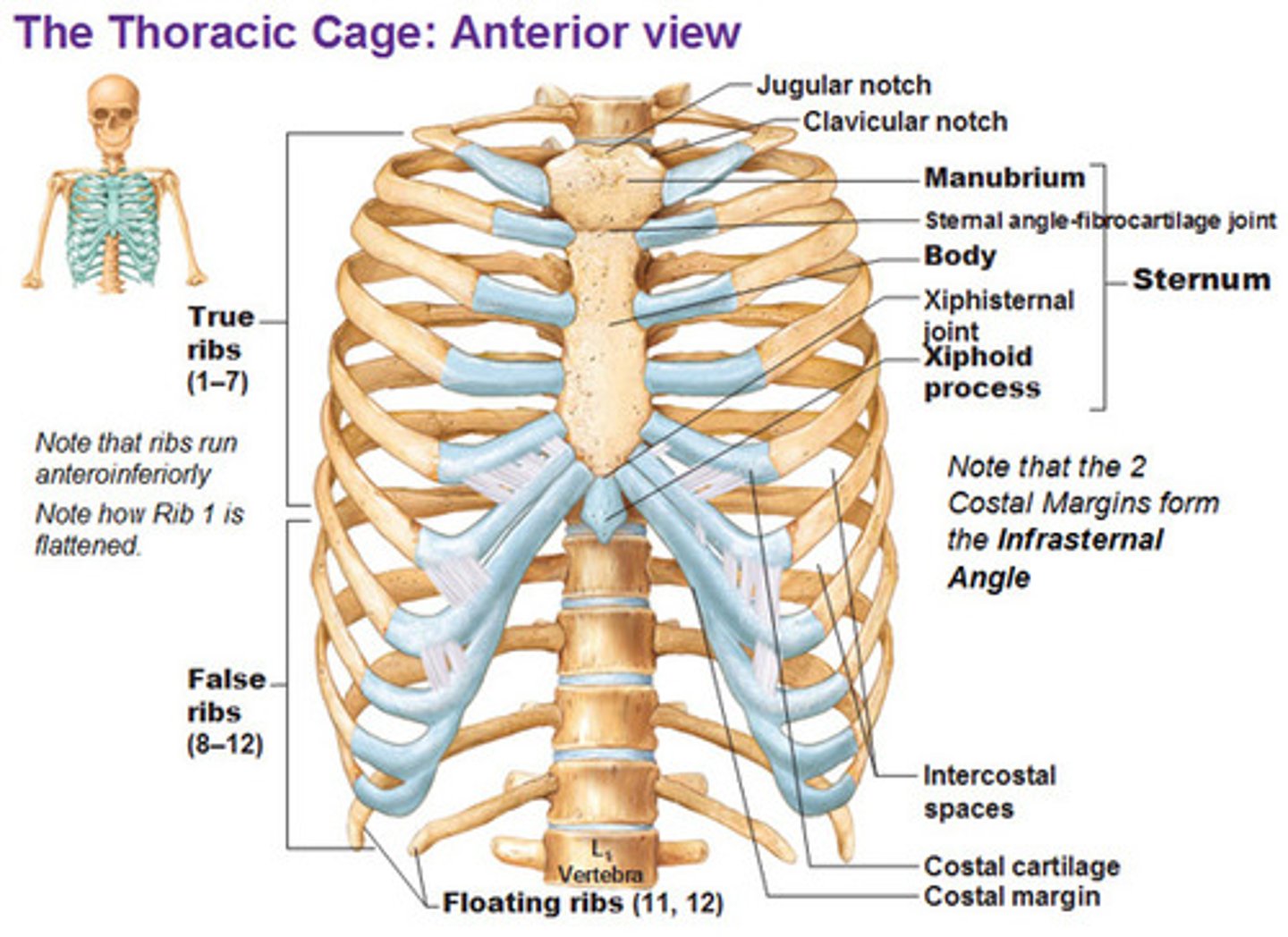 <p>-Thoracic vertebrae</p><p>-Ribs</p><p>-Sternum</p><p>&gt;Ribs and sternum forms the rib cage</p>