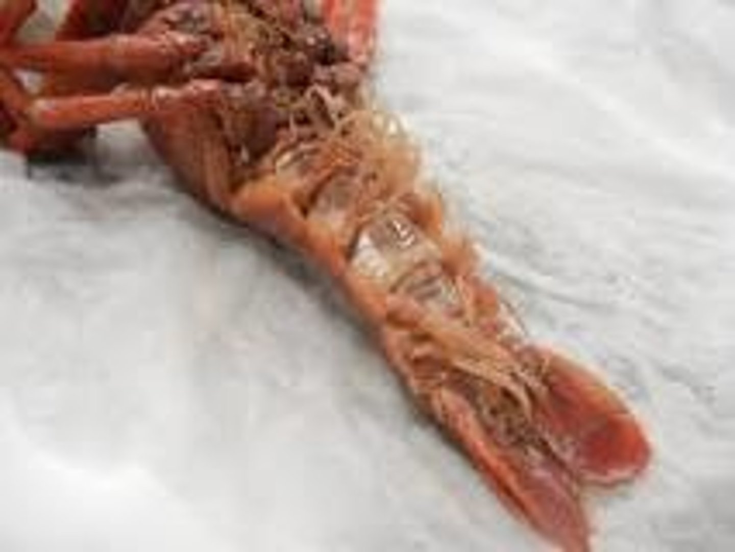 <p>help the crayfish swim, move water over the gills for respiration, and on the female they hold the larva (eggs).</p>