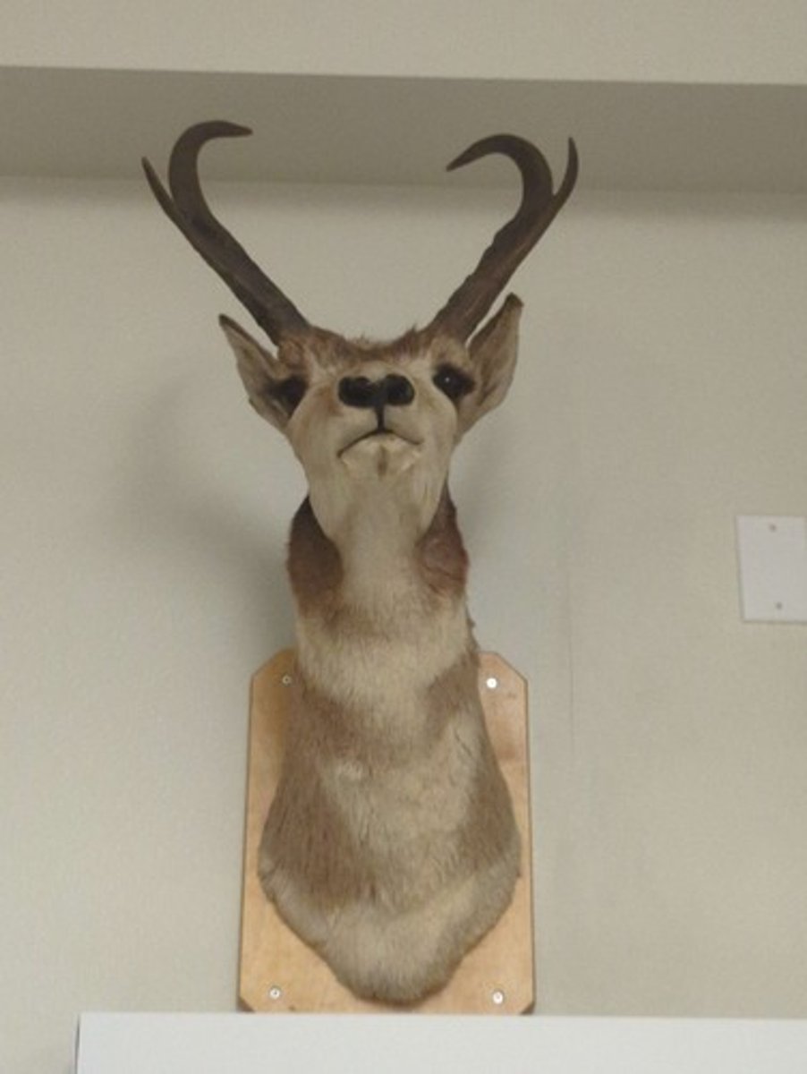 <p>What animal is this? Answer with "Wall" after animal name.</p>