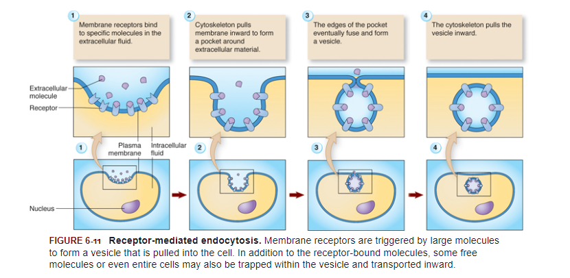 <p>The cytoskeleton does all the work by pulling part of the plasma membrane inward, thereby forming a depression, while at the same time pushing the membrane at the edges to form a sort of trap for extracellular material. When the extended edges of membrane fuse, a vesicle forms. The cytoskeleton then pulls the vesicle containing extracellular material inward.</p>