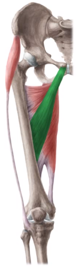 <p>Inerv Aductor mediano</p>