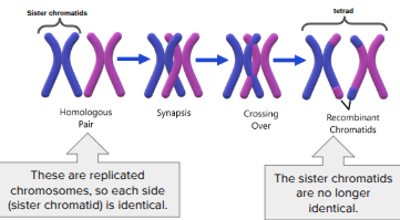 <p>Occurs in <u>Prophase I</u>, where two chromosomes (one from <span><span>the mother, one from the father) line up and their </span><u><span>parts </span></u></span><u>switch</u>. This contributes to genetic diversity because it will result in a <u>brand new mix of alleles</u> (traits) in the final gametes.</p>