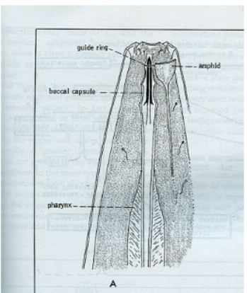 <p>Digestive System: Mouth → buccal capsule (preps food for passge like cutting and grinding) → muscular pharynx (muscular pump that moves food into the intestine and is basically the esophagus) → intestine → anus </p><ul><li><p>Digestion is primarily extracellular and occurs in the intestine.</p></li></ul><p>Excretory: The renette cell is specialized for the secretion of waste and helps with osmoregulation. Nitrogen waste (ammonia) is excreted by diffusion across the body wall.</p>