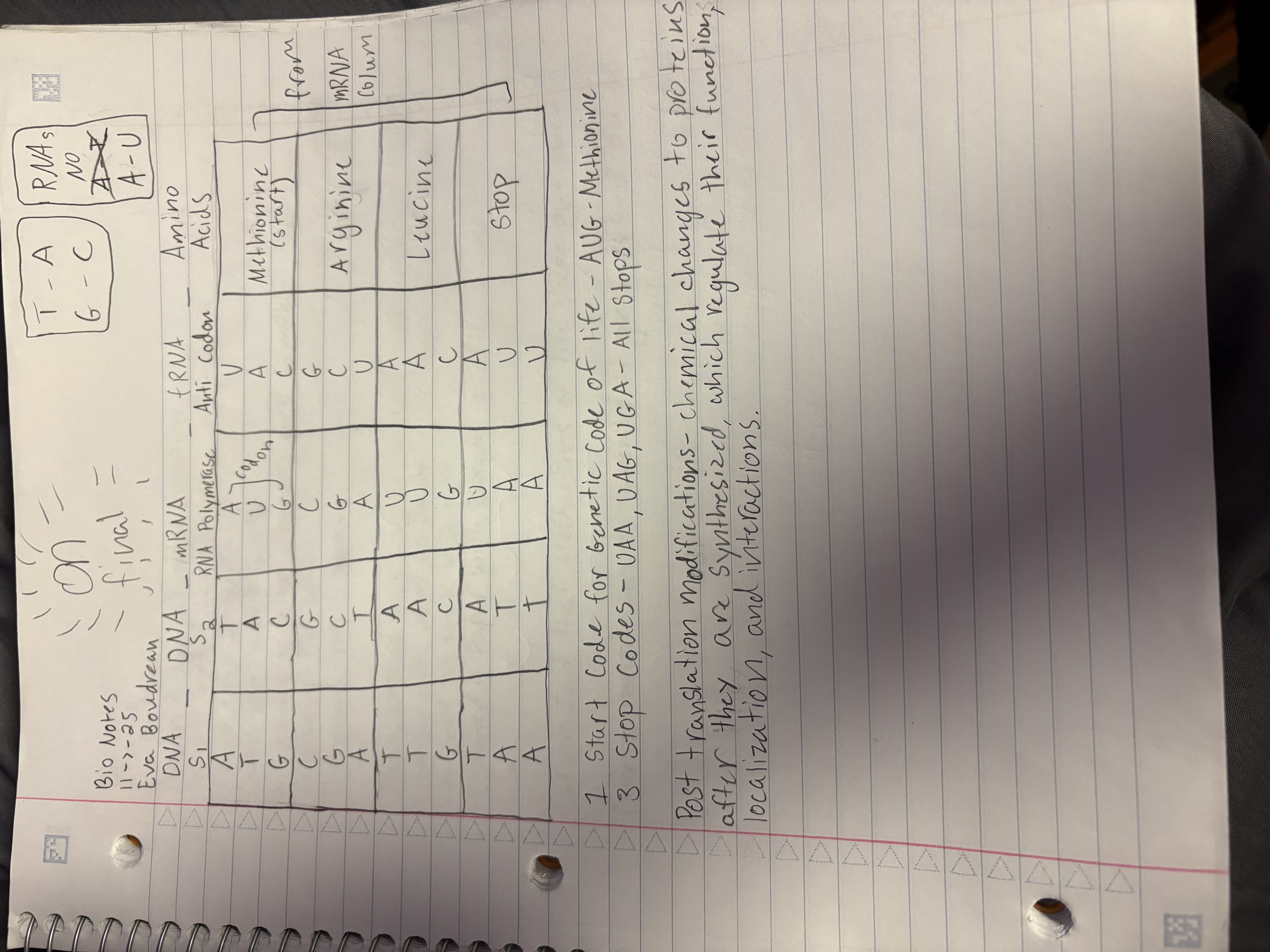 <p>G - C</p><p>A - T</p>