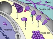 <p>Arrow D is indicating a _____ protein.</p>